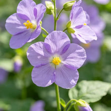 Shoo - fly Plant Seeds - Verdseeds