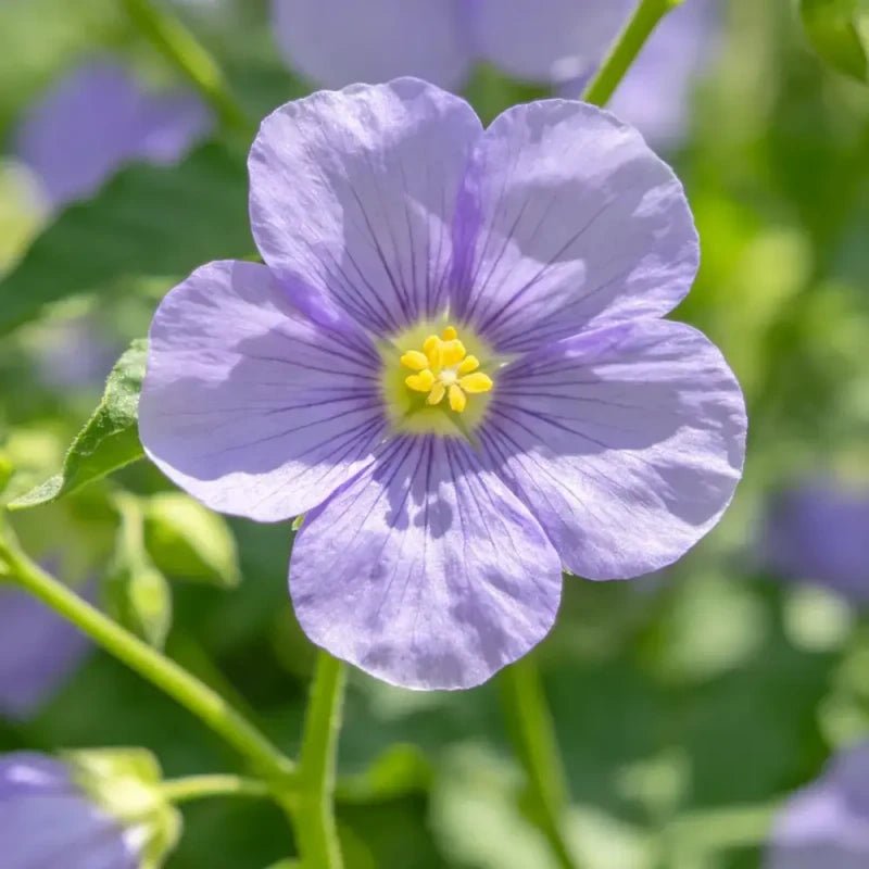 Shoo - fly Plant Seeds - Verdseeds
