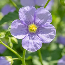 Shoo - fly Plant Seeds - Verdseeds