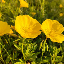 Short pole yellow Evening Primrose Seeds - Verdseeds