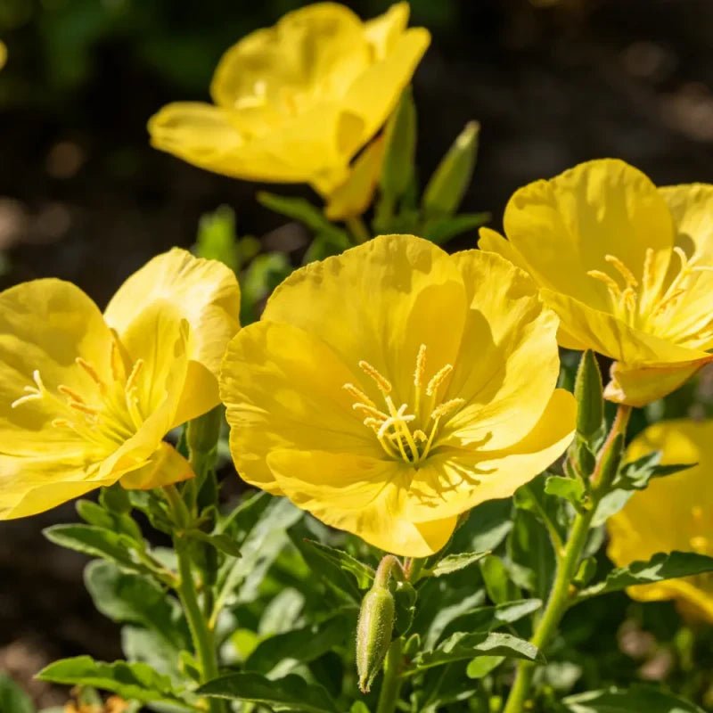 Short pole yellow Evening Primrose Seeds - Verdseeds