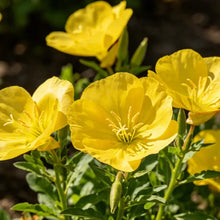 Short pole yellow Evening Primrose Seeds - Verdseeds