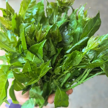 Shrubby Sophora Seeds - Verdseeds
