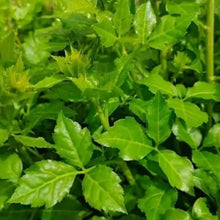 Shrubby Sophora Seeds - Verdseeds