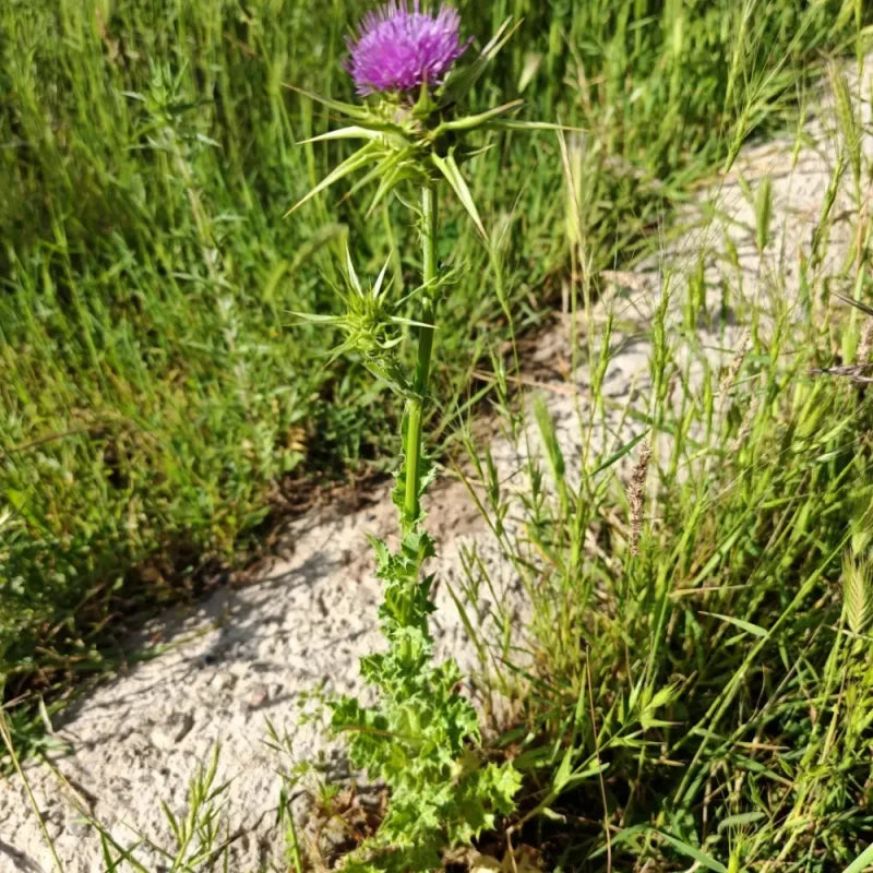 Milk Thistle Seeds