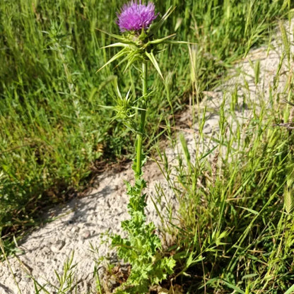 Milk Thistle Seeds
