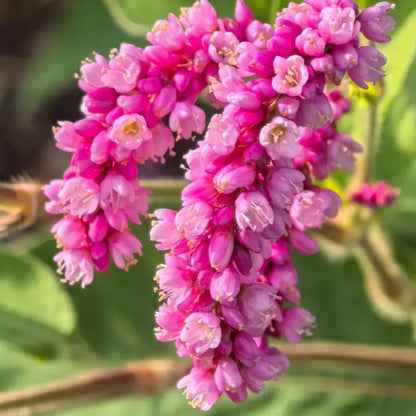 Oriental Smartweed Seeds