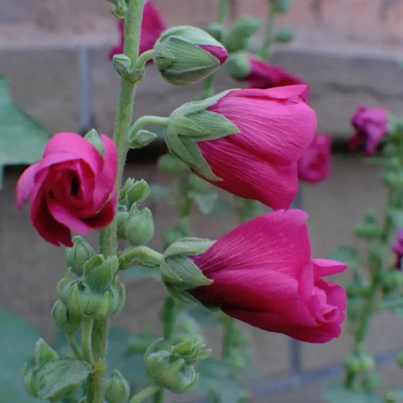 Oriental Smartweed Seeds