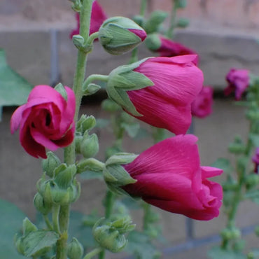 Oriental Smartweed Seeds