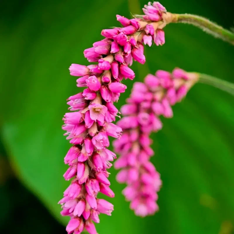 Oriental Smartweed Seeds
