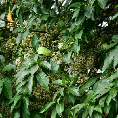 Water Gum Seeds