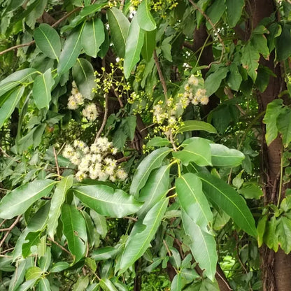 Water Gum Seeds