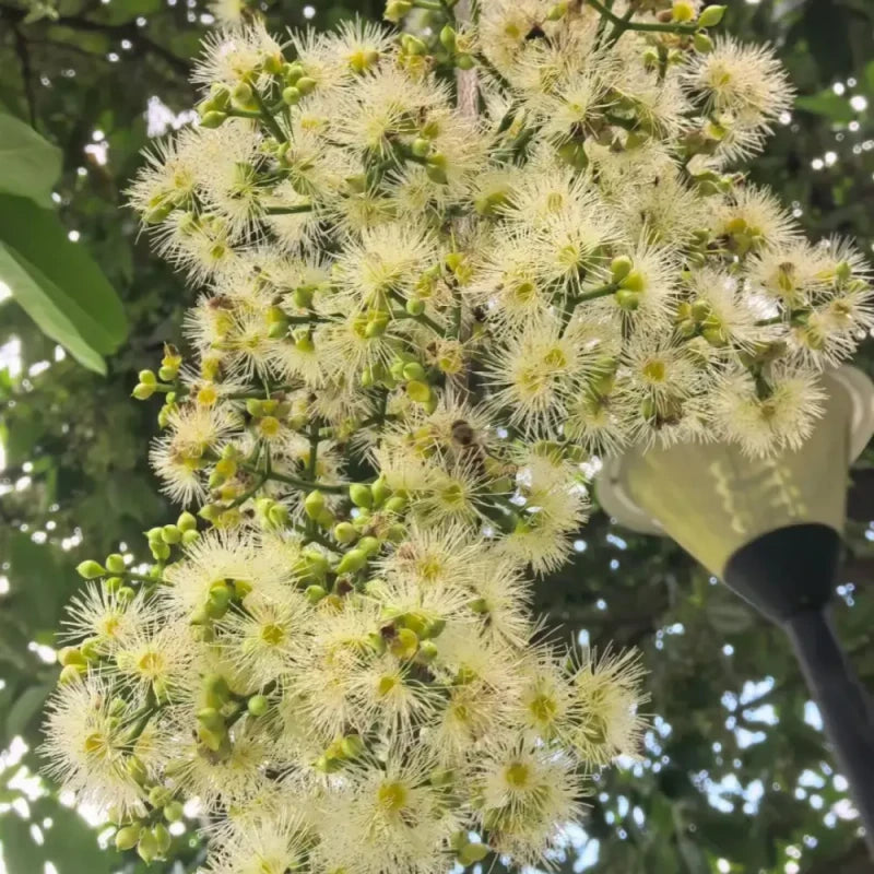 Water Gum Seeds