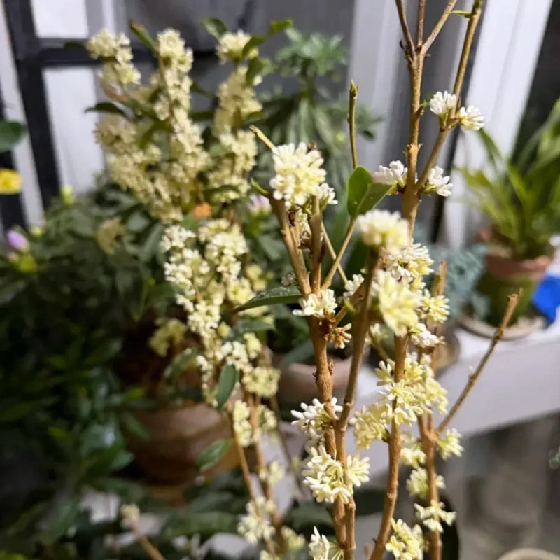 Four Seasons Sweet Osmanthus Seeds
