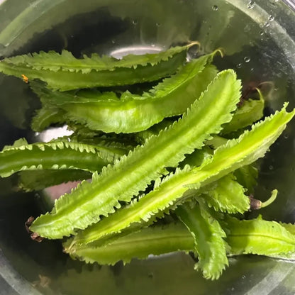 Winged Bean Seeds