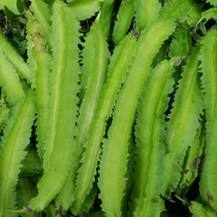 Winged Bean Seeds