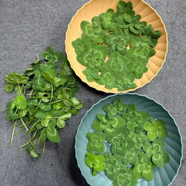 Four-Leaf Clover Seeds