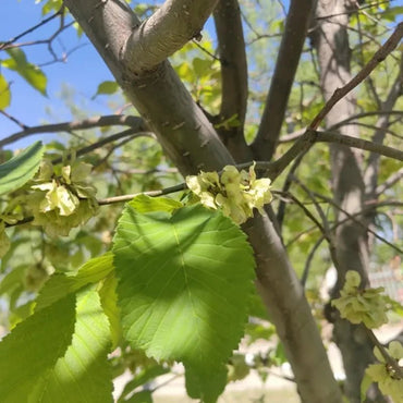 Siberian Elm Seeds - Verdseeds