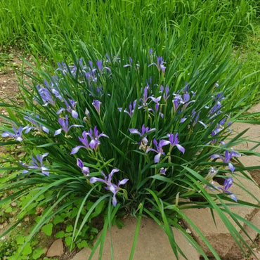 Siberian Iris Seeds - Verdseeds