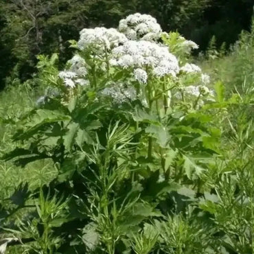 Siler Seeds - Verdseeds