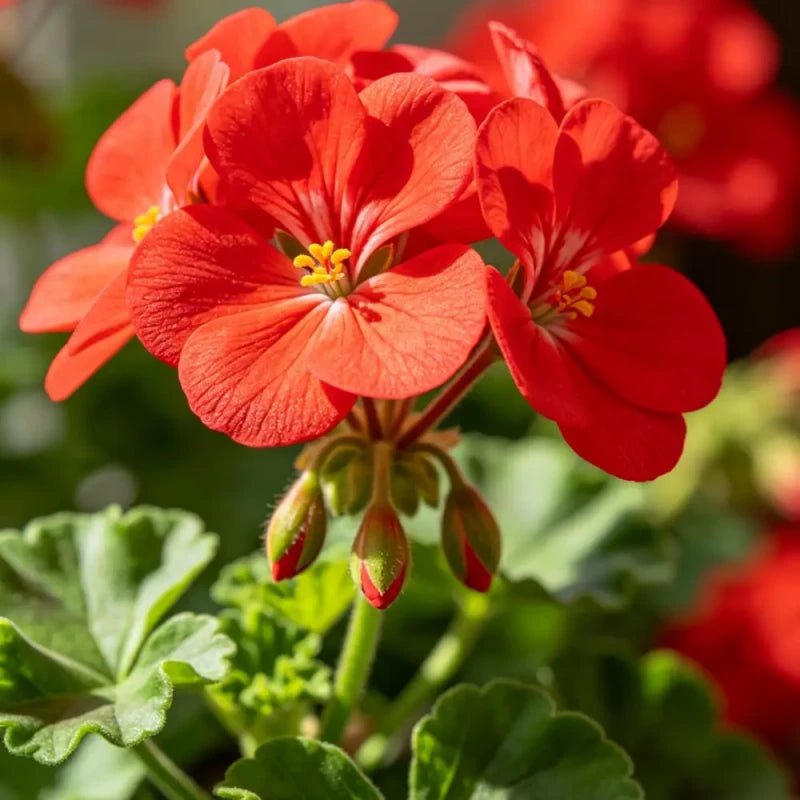 Silicon Red Geranium Seeds - Verdseeds