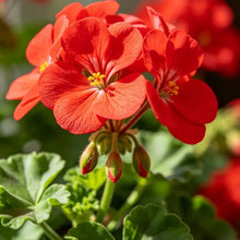 Silicon Red Geranium Seeds - Verdseeds