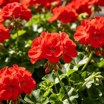 Geranium