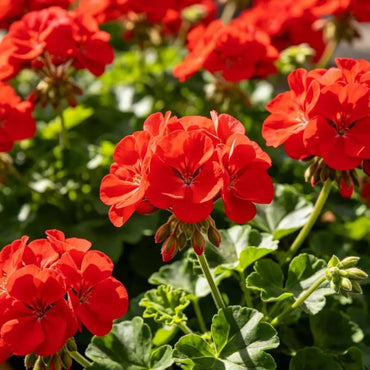Silicon Red Geranium Seeds - Verdseeds