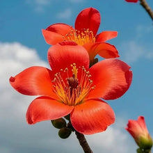 Silk Cotton Tree Seeds - Verdseeds