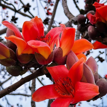 Silk Cotton Tree Seeds - Verdseeds