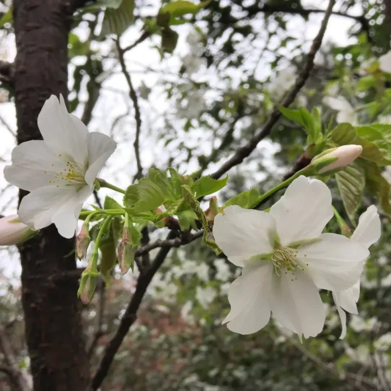 Single Flowering Cherry Seeds - Verdseeds