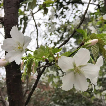 Single Flowering Cherry Seeds - Verdseeds