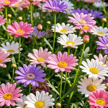 Single Mixed Color Aster Seeds - Verdseeds
