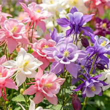 Single Mixed Color Columbine Seeds - Verdseeds