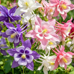 Single Mixed Color Columbine Seeds - Verdseeds
