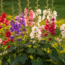 Single Mixed Dense Bloom Hollyhock Seeds - Verdseeds