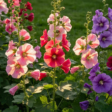 Single Mixed Dense Bloom Hollyhock Seeds - Verdseeds