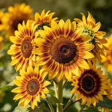 Single multi - head, yellow with brown stripes Sunflower Seeds - Verdseeds