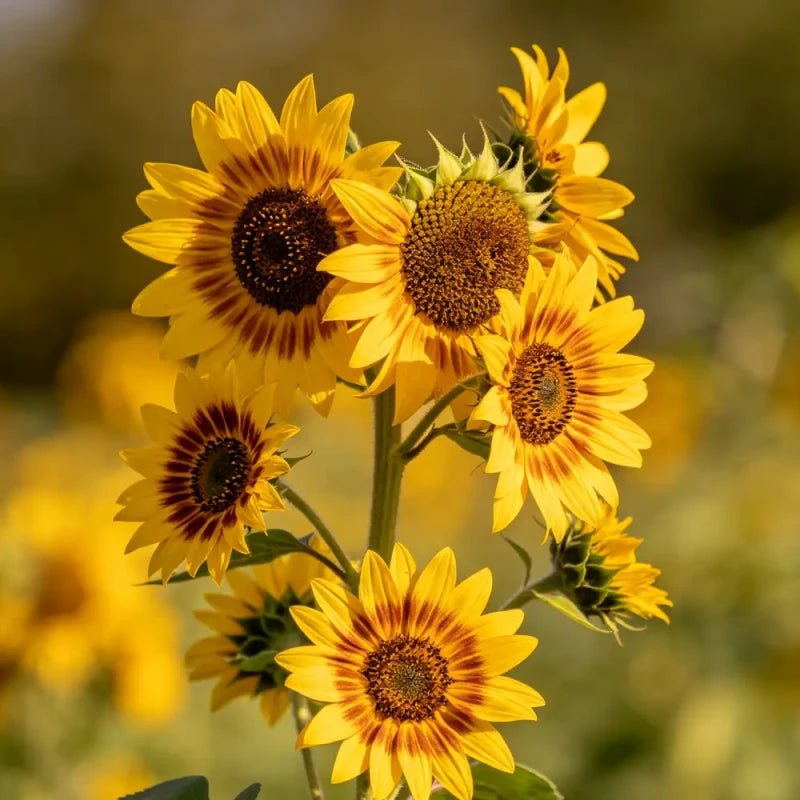 Single multi - head, yellow with brown stripes Sunflower Seeds - Verdseeds