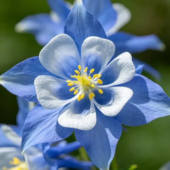 Single petaled Blue Columbine Seeds - Verdseeds