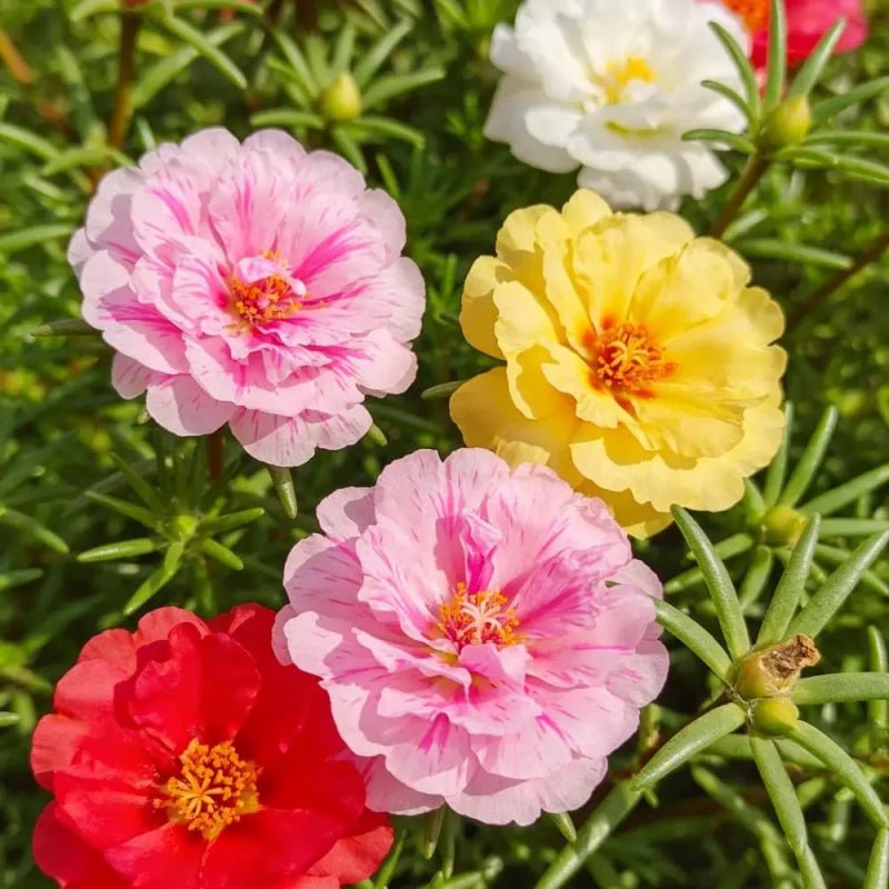 Single Petaled Mixed Color Moss Rose Seeds - Verdseeds