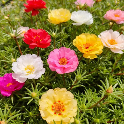 Single Petaled Mixed Color Moss Rose Seeds - Verdseeds
