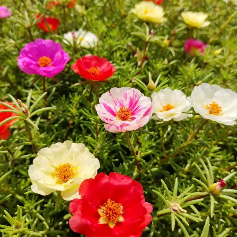 Single Petaled Mixed Color Moss Rose Seeds - Verdseeds