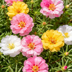 Single Petaled Mixed Color Moss Rose Seeds - Verdseeds