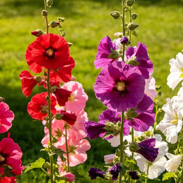 Single Petaled Mixed Hollyhock Seeds - Verdseeds