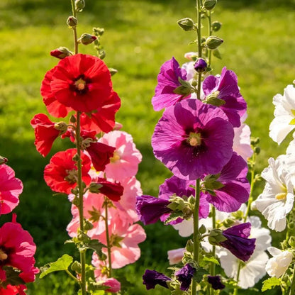 Single Petaled Mixed Hollyhock Seeds - Verdseeds