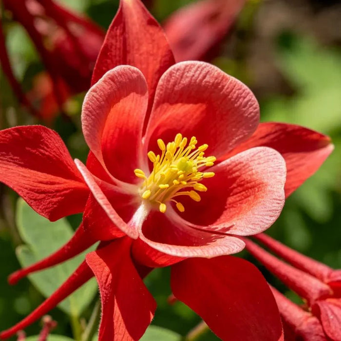Single petaled Red Columbine Seeds - Verdseeds