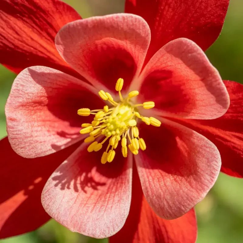 Single petaled Red Columbine Seeds - Verdseeds