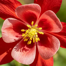 Single petaled Red Columbine Seeds - Verdseeds