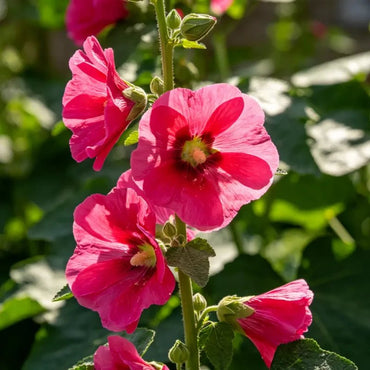 Single Petaled Rose Red Hollyhock Seeds - Verdseeds